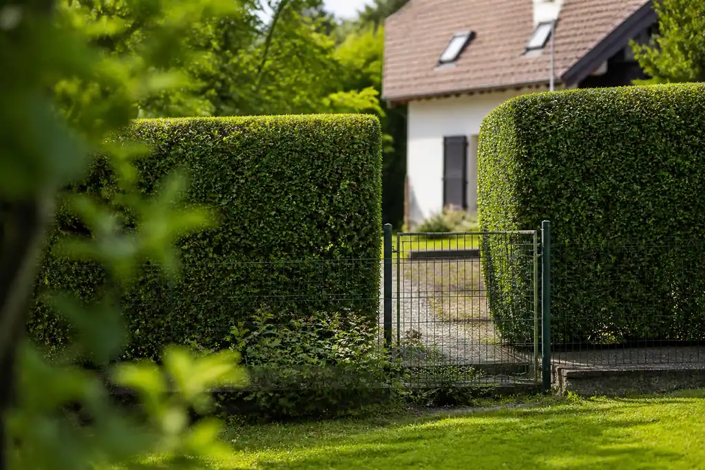 Deux voisins discutant pres d'une haie taillee