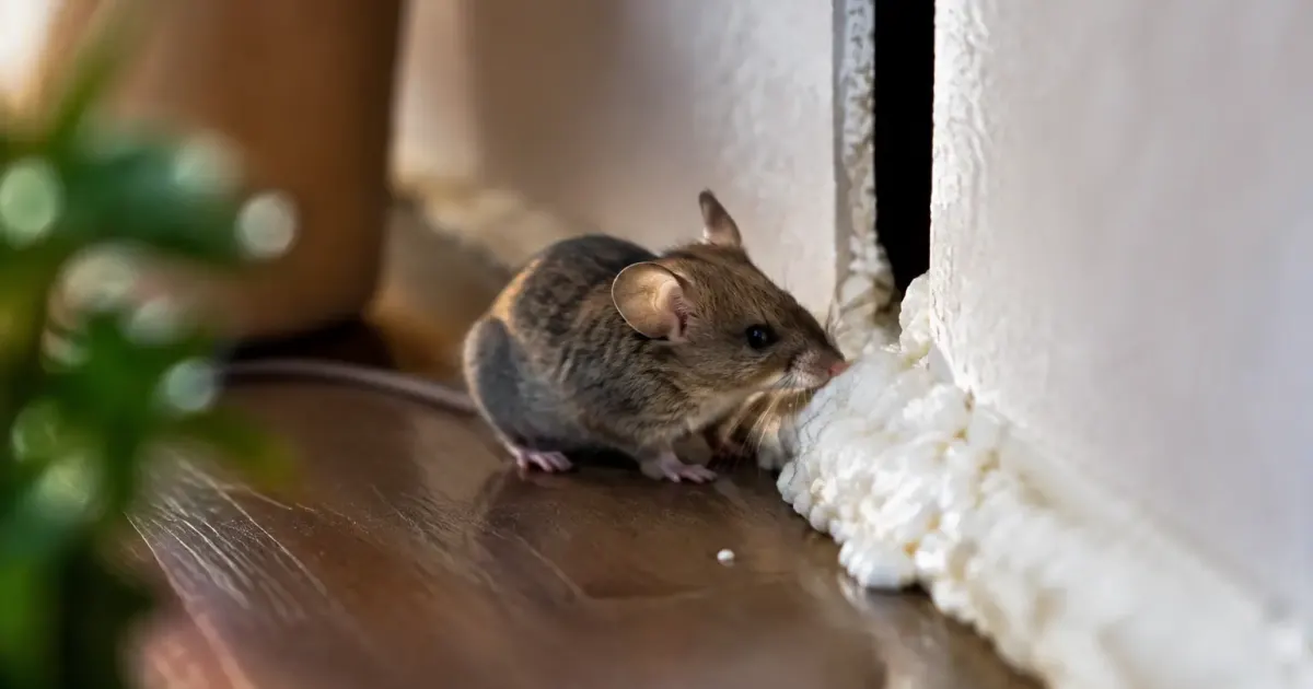 Trou bouche de mousse blanche, souris pres dune fente
