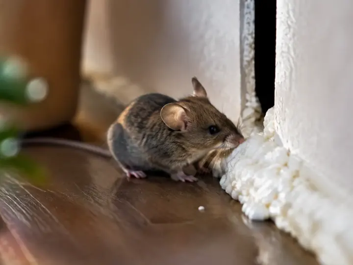 Boucher les trous de souris à la mousse expansive ne suffit pas, elles reviennent par un autre passage